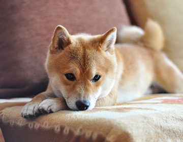 Порода собак сиба-ину: как ухаживать за японским карликом-«улыбакой»