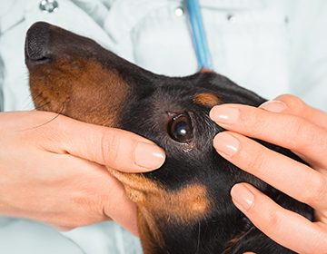 Конъюнктивит у собаки: первая помощь и лечение, риски осложнений и обзор лекарств