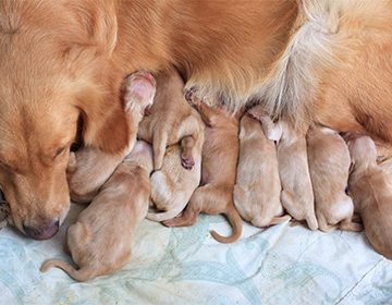 Как рожают собаки: предвестники, этапы, препараты и нужен ли хозяину «декретный отпуск»