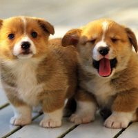 Два милых щенка