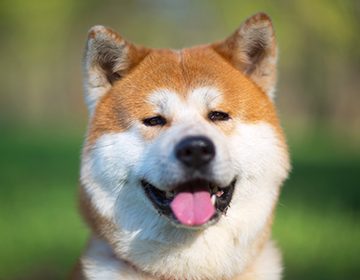 Порода собак акита-ину: особенности воспитания улыбчивого самурая