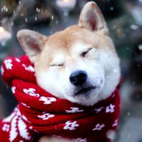 Пёс в красном шарфике под снегом