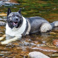 Большой пёс лежит в прохладной реке