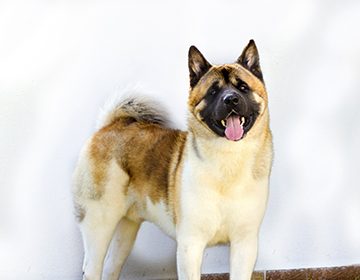 Собака породы американская акита: чем отличается от «ину», и как выбрать «самого верного пса»