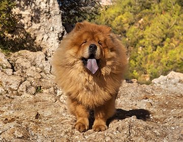 Собака породы чау-чау: как ухаживать за упрямым «медведем» с львиной «гривой»