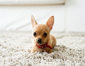 Описание породы чихуахуа: как ухаживать за самой маленькой и милой собакой в мире