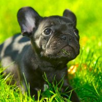 Чёрный щенок в траве