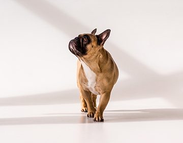 Характер французского бульдога: пес-лентяй, с которым можно шалить и веселиться