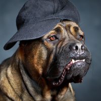 Пёс в крутой кепке