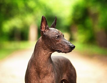 Характер и особенности породы ксолоитцкуинтли: как подружиться с лысой собакой-компаньоном