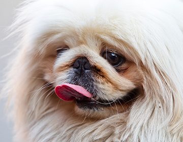 Порода собак пекинес: как ухаживать за любимцем императоров Китая, который «себе на уме»