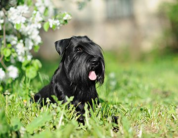 Порода собак ризеншнауцер: как вырастить достойного и ласкового компаньона из сурового «баварского бородача»