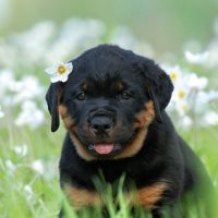 Забавный щенок с цветком за ухом