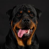 Портрет пса с высунутым языком