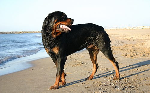 Пёс гуляет по пляжу