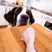 Пёс с вожделением смотрит на кусок мяса