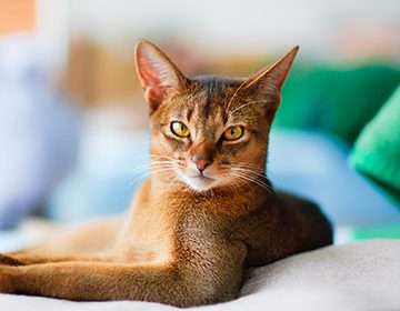 Характер абиссинской кошки: «минипума» с душой собаки