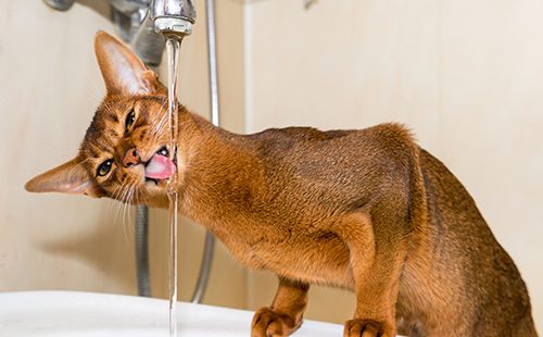 Шустрый кот пьёт воду из крана