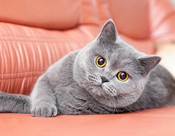 Британская короткошерстная кошка: описание породы, характер и поведение «чеширского кота», цена котят и фото + отзывы