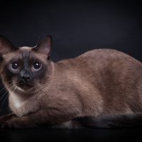 Красивая бурманская кошка
