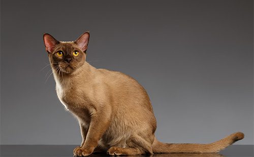 Красивая бурманская кошка
