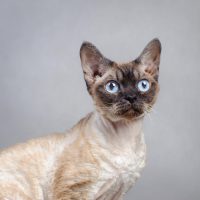 Портрет породистой кошки