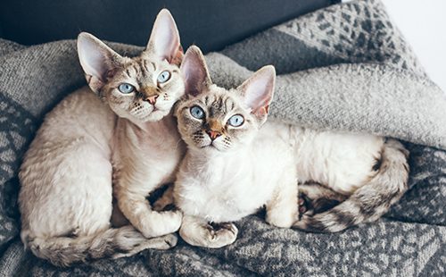 Две кошки на одеяле