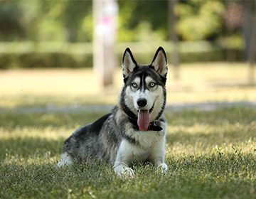 Хаски: характеристика породы собак, свободолюбивый «волк», трудоголик и просто красавец