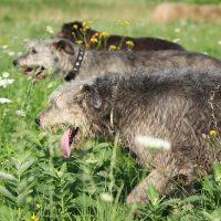 Ирландские волкодавы бегут в полях