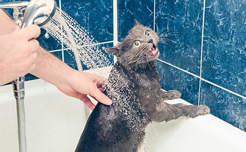 Британский кот под душем выражает недовольство