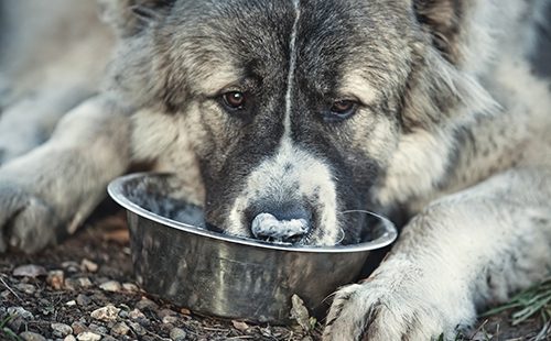 Большая собака ест из миски
