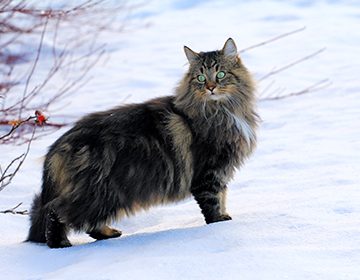 норвежская лесная кошка плюсы и минусы
