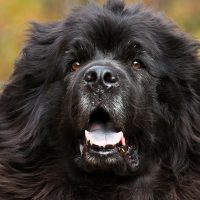 Красивый чёрный пёс
