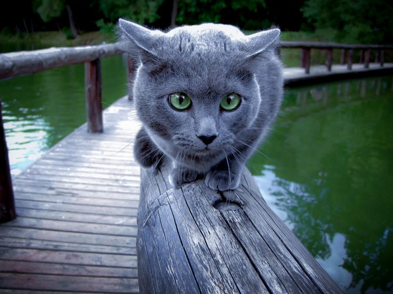 русская голубая кошка фото котят