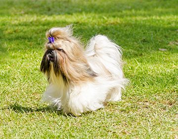 Порода собак ши-тцу: как вырастить четвероногую «хризантему»