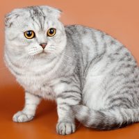 Кошка с оранжевыми глазами