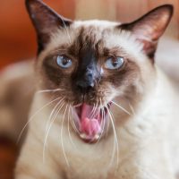 Сиамская кошка зевает