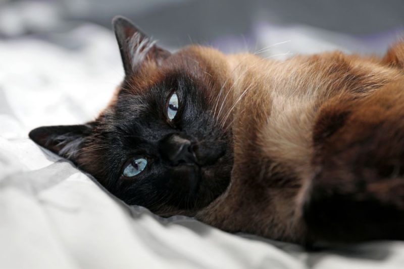 сиамская кошка коричневая