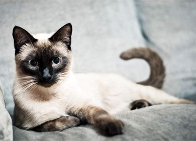 сиамская кошка уход и содержание в домашних
