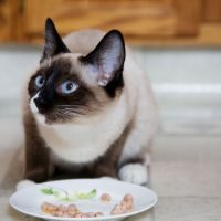 Симаский кот кушает с тарелки