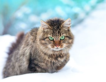 Описание породы сибирская кошка: характер и особенности пушистых охотников