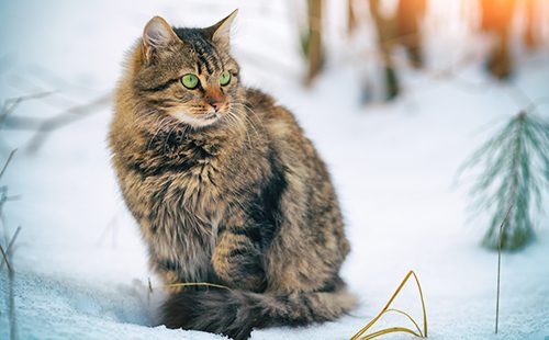 Сибирская кошка в зимнем лесу