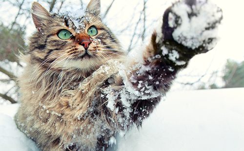Кот играет со снегом