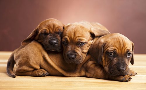 Три породистых щенка