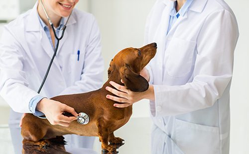 Ветеринары осматривают собаку