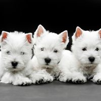 Три белых щенка