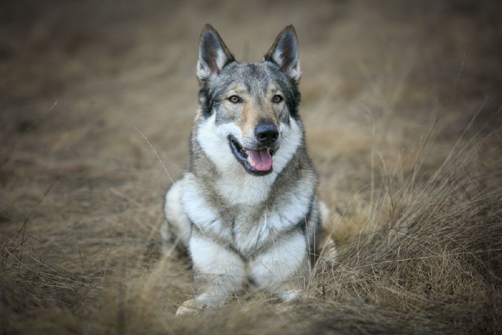 чехословацкая волчья собака новорожденный щенок