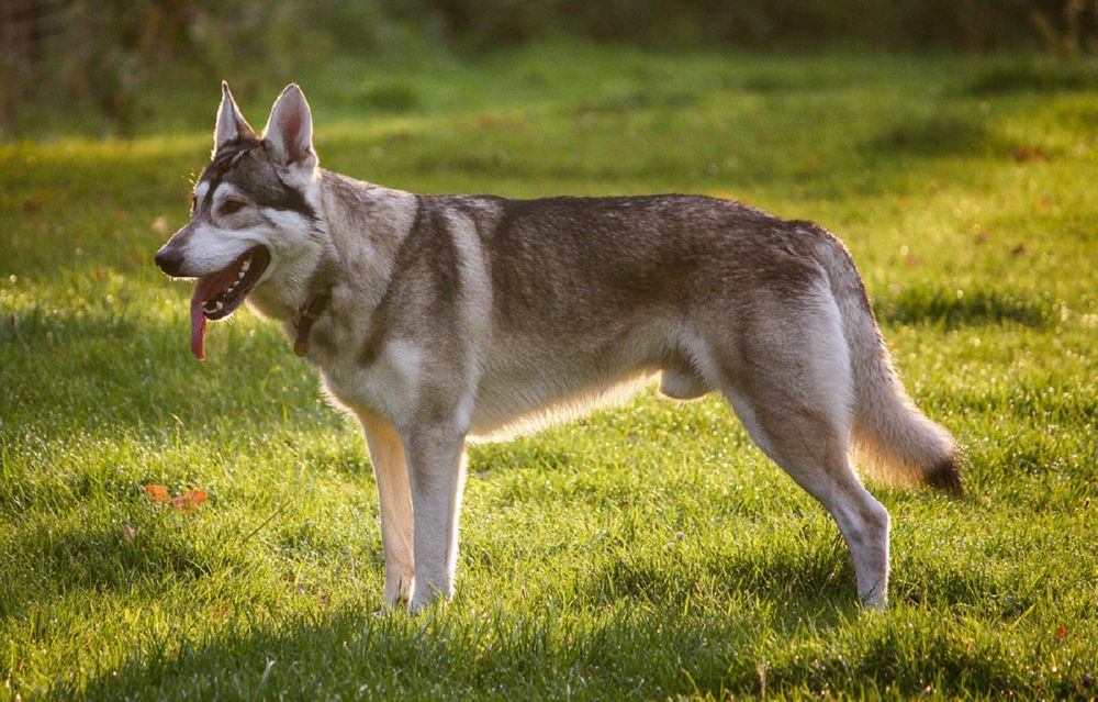 чехословацкая волчья собака щенок фото