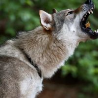 Чехословацкий влчак ловит кусочек еды