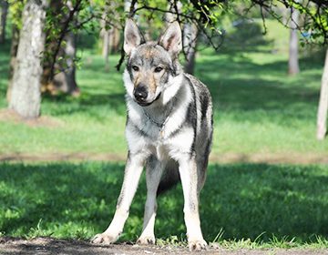 чехословацкая волчья собака особенности породы